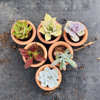 Chậu đất nung mini