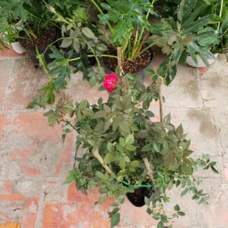 Hoa hồng Cổ Huế son(tặng kèm phân bón)