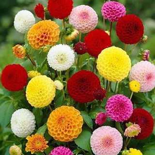 Hạt giống hoa thược dược tổ ong mix màu - 1 gói 50 hạt