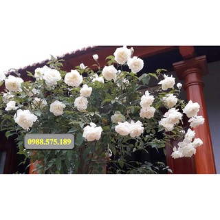 Combo 5 cành chiết hồng ngoại