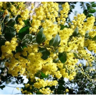 Hạt giống hoa MIMOSA ( cây trinh nữ)- 10 hạt