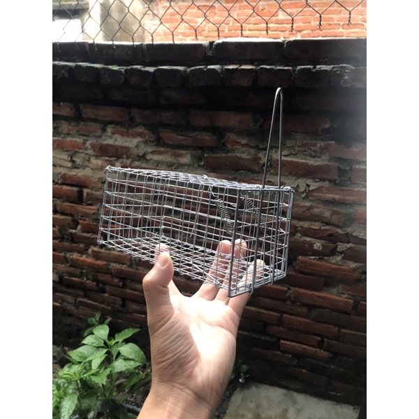Bẫy chuột đường mòn 8.9.17cm