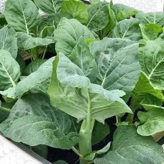 Gói 5gram hạt giống rau cải làn hoa trắng