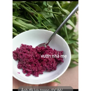 Cây lá cẩm tím giống nhật 1 bầu 2 cây