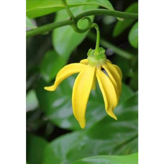 Giống Móng Rồng cây to