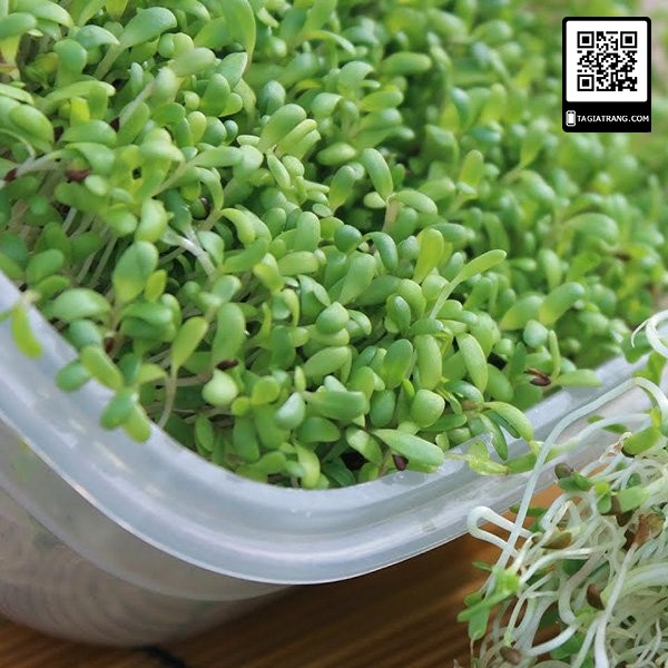 1Kg - Hạt giống rau mầm thảo dược Methi - Thế giới Rau mầm Tạ Gia Trang