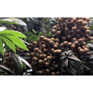 CÂY GIỐNG NHÃN ĐƯỜNG PHÈN [ SIÊU SỚM ].