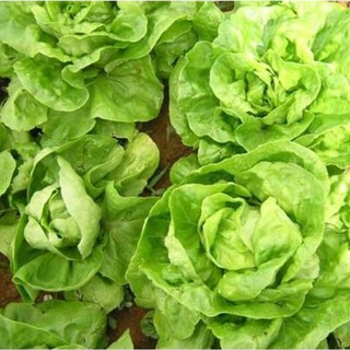 5gram HẠT GIỐNG XÀ LÁCH BÚP