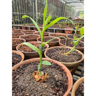 Phân bón cho hoa lan gói 1kg Thanh Nguyễn NTT