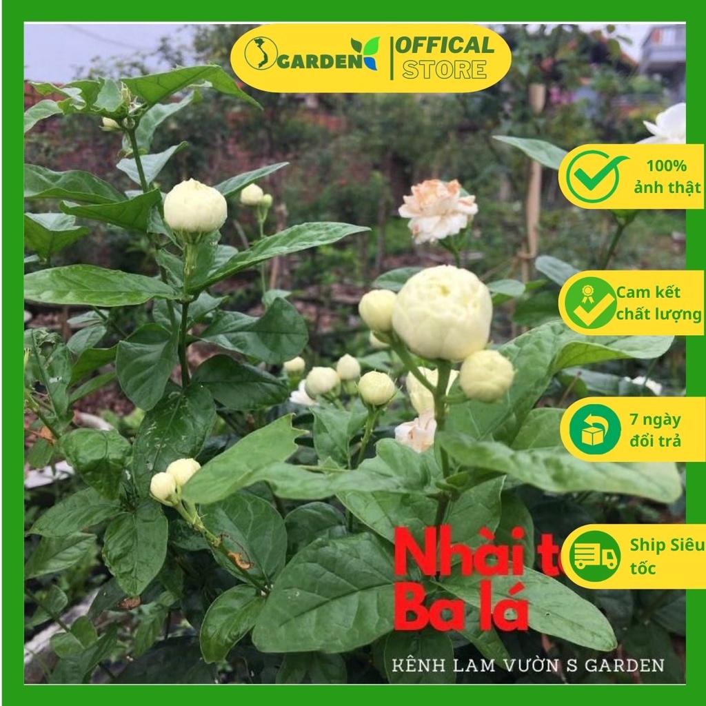 Hoa nhài ta ba lá bông kép, hoa lớn quý hiếm  cây cao 45-50cm
