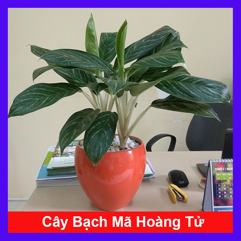 Cây Bạch Mã Hoàng Tử - Cây cảnh trong nhà + Tặng phân bón cho cây mau lớn