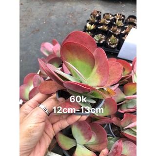 Sen đá cánh bướm 12-13cm