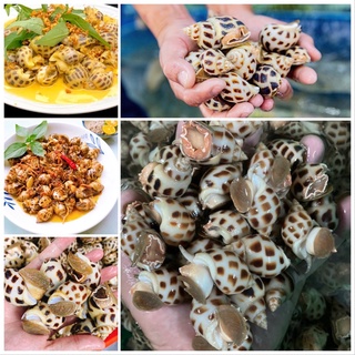 Ốc Hương To Cực Ngon Loại 1 | Giao Siêu Tốc HCM