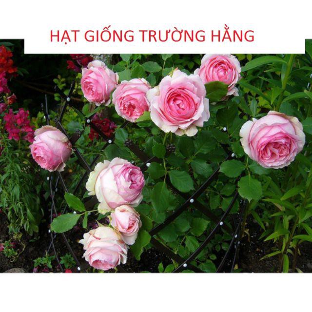 Gói 20 Hạt giống hoa Hồng leo Pháp mix (Tặng gói kích mầm, hướng dẫn ươm)