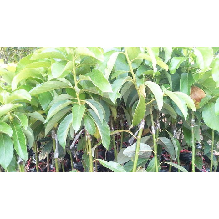 CÂY GIỐNG BƠ LÙN THANH SƠN SIÊU SỚM CÂY GHÉP