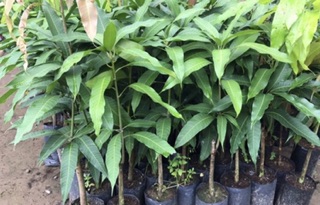 CÂY XOÀI THÁI