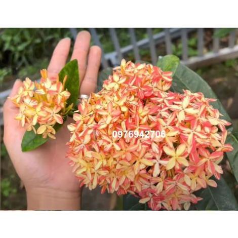 mẫu đơn bông trang đột biến vàng sọc Ngọc Ý (giao cỡ như hình cuối) -bscc