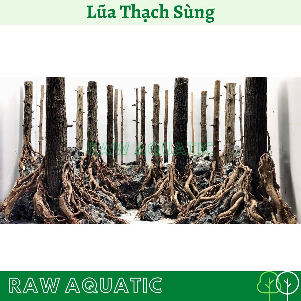 Lũa Thạch Sùng Trang Trí, Setup Bể Cá Cảnh, Bể Thủy Sinh