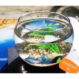Chậu thủy tinh, bể cá thủy tinh trang trí 12cm cao 12cm
