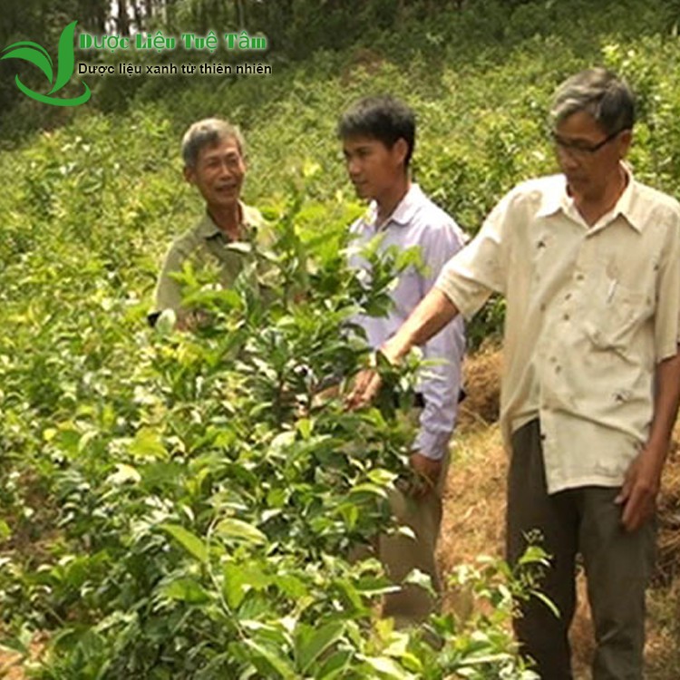 Cây xạ đen hòa bình khô 1kg