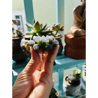 Sen đá kim cương-hàng đã thuần khí hậu Sài Gòn