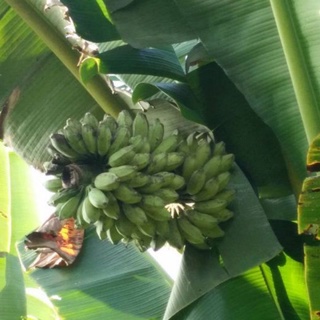 Chuối sáp ngon 3kg