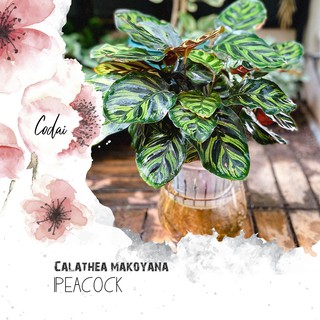 Cây Calathea makoyana Peacock (Đuôi Công Makoyana) kèm chậu thuỷ canh 2 lớp không cần tưới