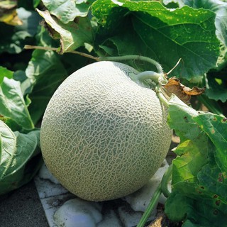 Hạt giống Dưa lưới xanh