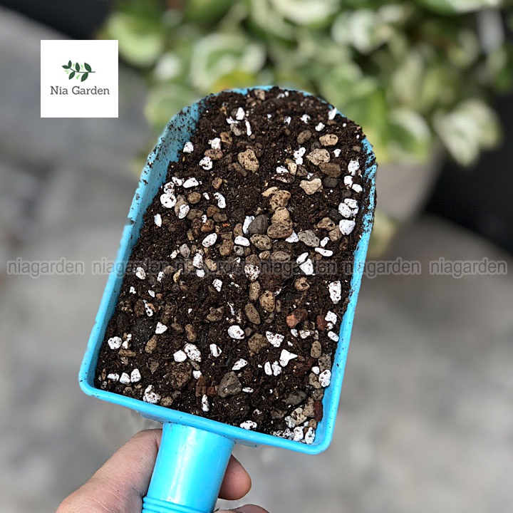 Đất trồng sen đá xương rồng trộn sẵn giá thể cho kiểng lá cây để bàn Nia Garden N6