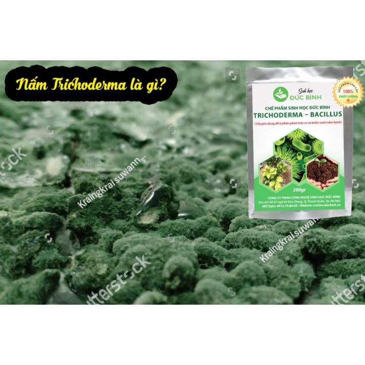 [Giá sỉ] TRICHODERMA BACILLUS Chế phẩm sinh học chuyên dùng để ủ phân hữu cơ và kiểm soát nấm bệnh