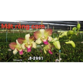 HOA LAN DENRO MẮT PHỤNG