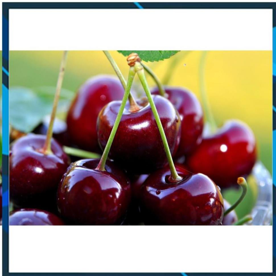 [BÁN CHẠY] cherry đỏ(anh đào) mỹ, dòng chịu nhiệt 15k 1 gói hạt giống/10 hạt