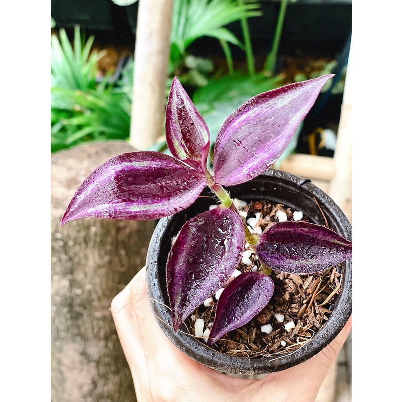 Cây giống Tradescantia zebrina Deep Purple  chậu nhựa 8cm