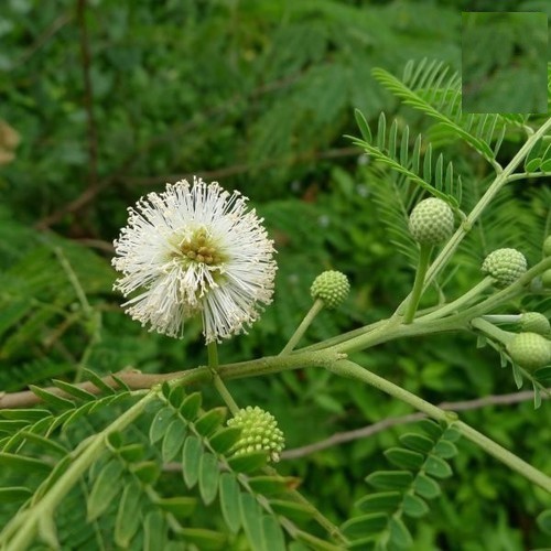 HẠT GIỐNG CÂY KEO DẬU CÂY DANG CÂY BÌNH LINH - GÓI 10 GRAM