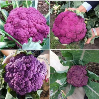 Hạt giống Súp lơ Tím – gói 20 Hạt
