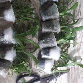VŨ NỮ THÁI- COMBO 10 MÀU: 230K