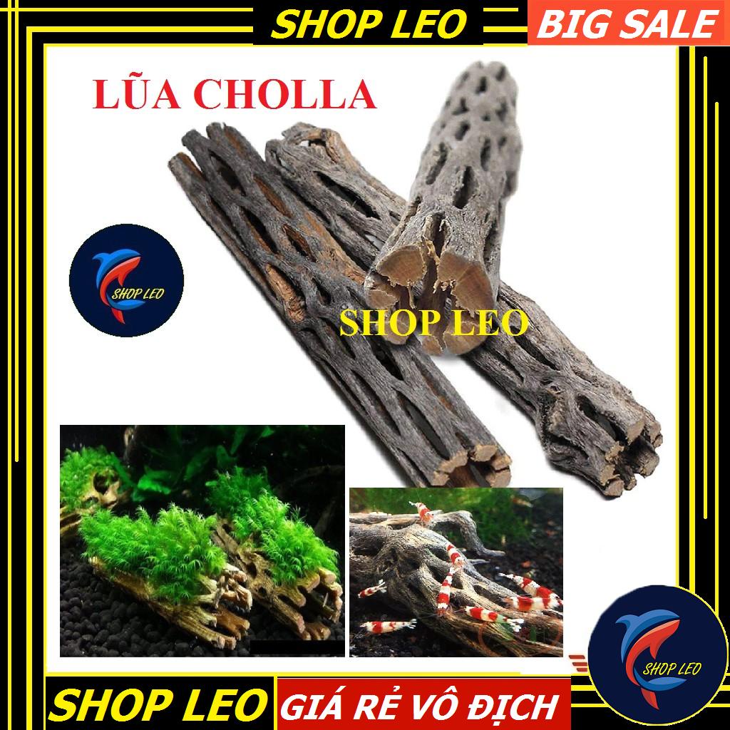 Lũa CHOLLA cho tép cảnh - LŨA XƯƠNG RỒNG STAGHORN CHOLLA CACTUS WOOD