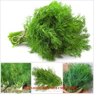 Hạt giống thì là bốn mùa 300 hạt tách gói trồng thùng xốp