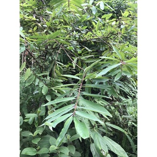 1kg Cây Thành Ngạnh cây tại rừng tươi và khô