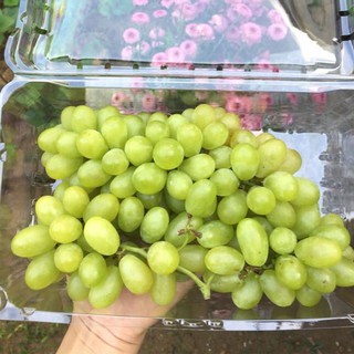 Cây giống nho sữa Hàn Quốc trái xanh siêu ngọt