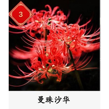 CỦ HOA BỈ NGẠN  - 1 Củ