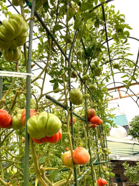 Hạt giống Cà Chua Múi F1 quả to, siêu trái