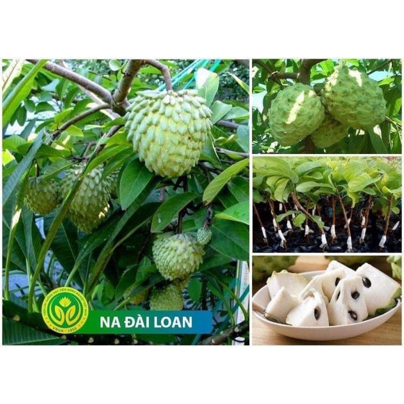 2 CÂY GIỐNG NA ĐÀI LOAN