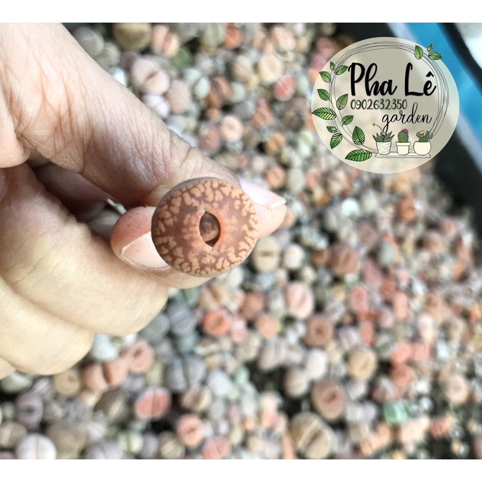 Cây sen mông nâu cam siêu xinh nhiều size