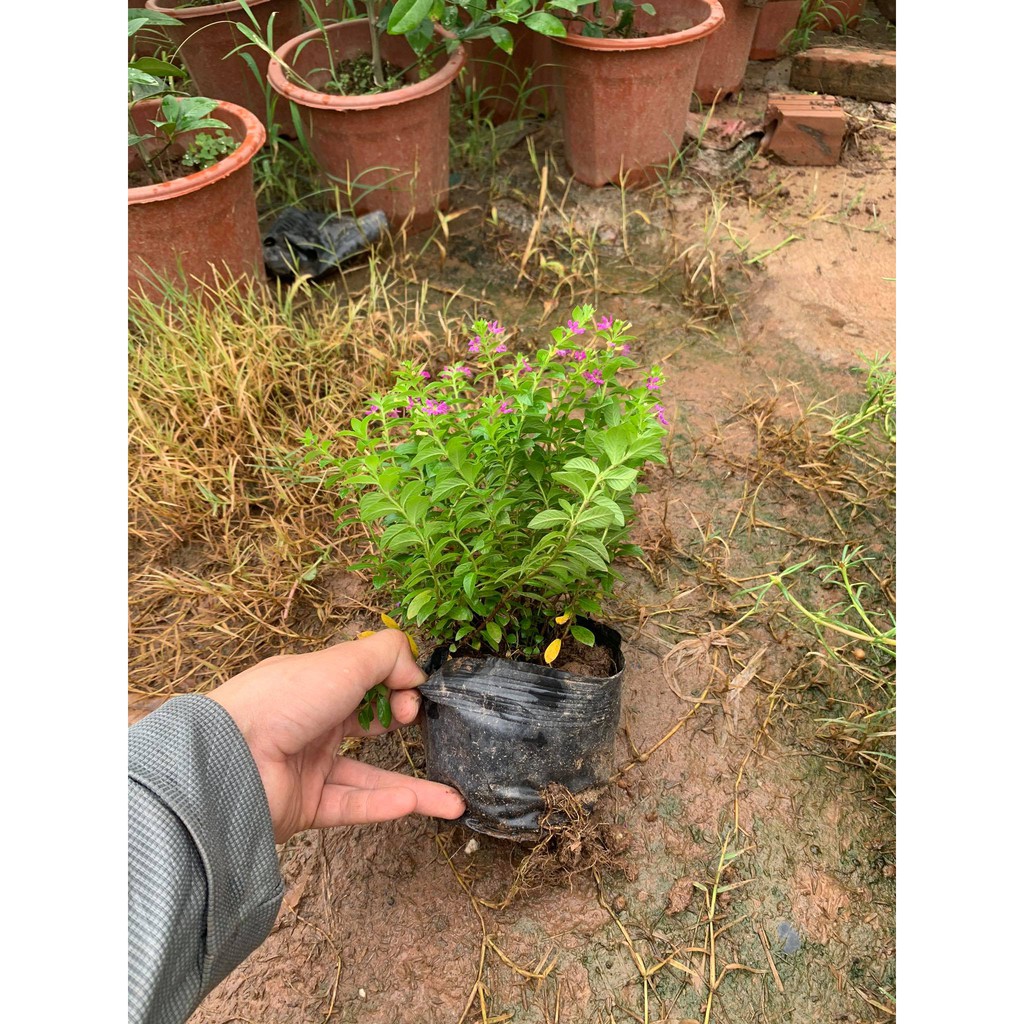 [THANH LÍ DỌN VƯỜN]cây cẩm tú mai xum xuê, dễ sống, dễ chăm(cây như hình)