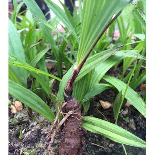 Cây giống Sâm Cau