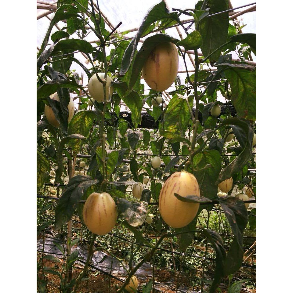hạt giống Dưa hấu Nam Mỹ Pepino f1