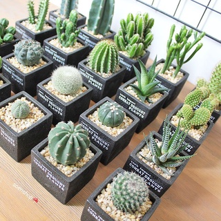 |FREESHIP| Xương rồng đủ loại - Thanh sơn, móng rồng, bánh sinh nhật, tai thỏ, thần long,bí ngô,aster, Echino,trứng chim