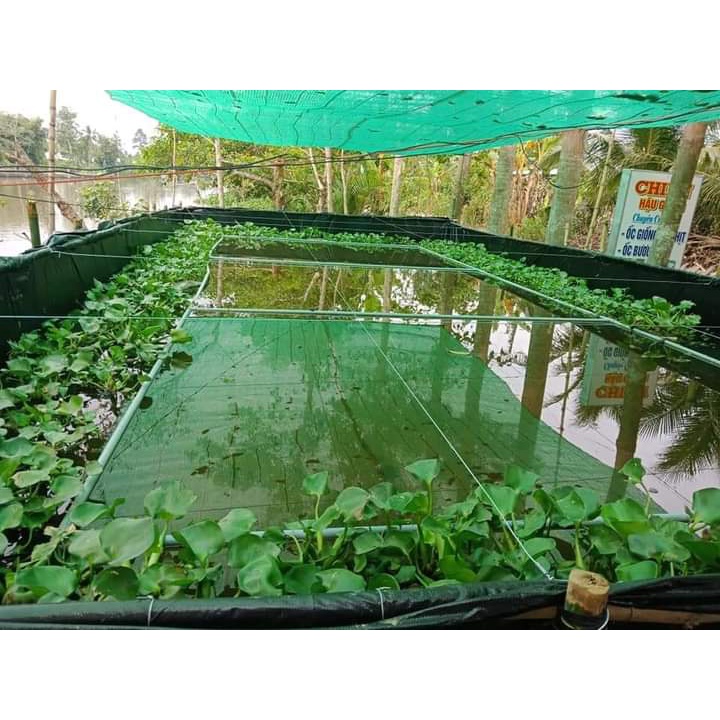 Bể bạt nuôi ốc lươn cua cá kích thước 2m x 2m x 0,5m loại bạt bộ đội dày dai bền
