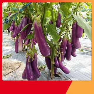 Hạt Giống Cà Tím Dài F1
